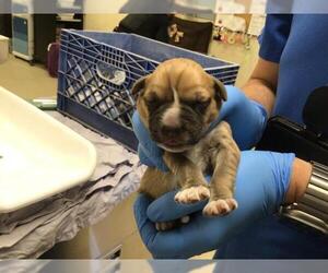 Mutt Dogs for adoption in Riverside, CA, USA