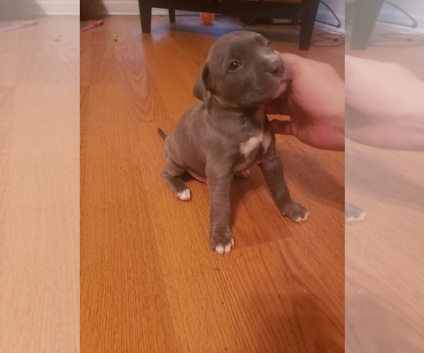 Medium Photo #11 American Pit Bull Terrier Puppy For Sale in POWDER SPGS, GA, USA
