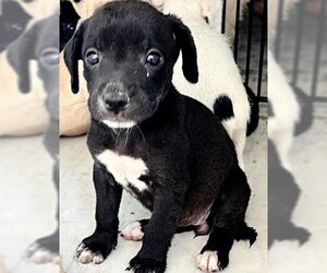 Labrador Retriever Dogs for adoption in Houston, TX, USA