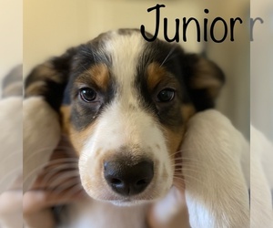 English Shepherd Puppy for sale in NANUET, NY, USA