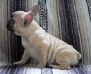 Small Photo #4 English Bulldog-French Bulldog Mix Puppy For Sale in FREDERICKSBG, OH, USA