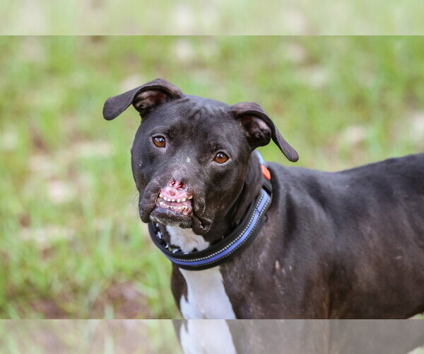 Medium Photo #8 Mutt Puppy For Sale in  Gainesville, FL, USA