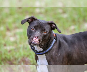 Binks - Male Mutt Dog for Adoption - Photo #8