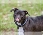 Small #7 Mutt