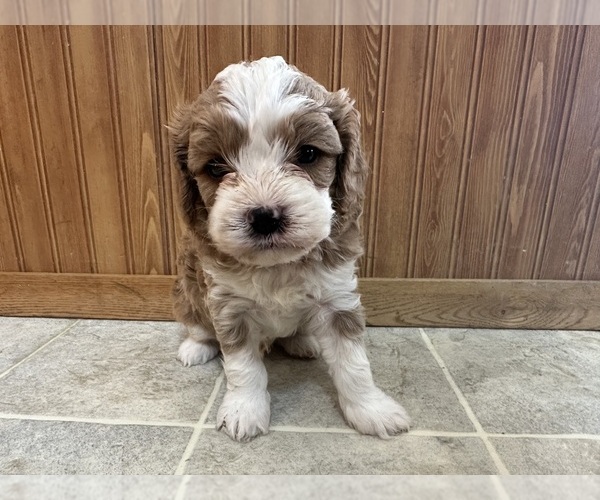 Medium Photo #8 Cavapoo (Miniature) Puppy For Sale in GREENWOOD, WI, USA
