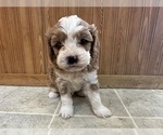Small Photo #8 Cavapoo (Miniature) Puppy For Sale in GREENWOOD, WI, USA