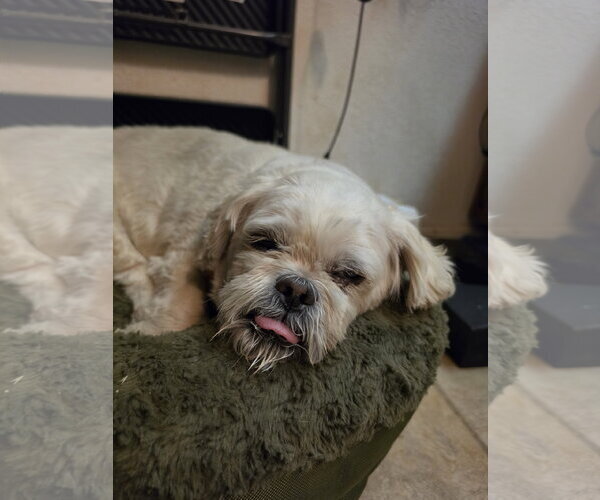 Medium Photo #2 Lhasa Apso Puppy For Sale in Las Vegas, NV, USA