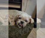 Small #1 Lhasa Apso