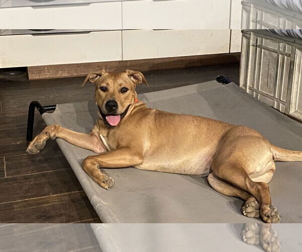 Medium Photo #8 Labrador Retriever-Unknown Mix Puppy For Sale in The Woodlands, TX, USA