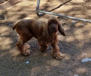 Mother of the Cocker Spaniel puppies born on 03/31/2025