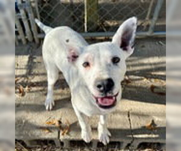 Medium Photo #5 Mutt Puppy For Sale in McCormick, SC, USA
