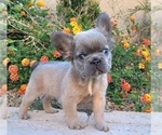 Small #4 French Bulldog