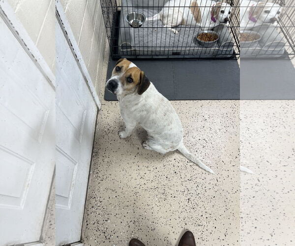 Medium Photo #1 Mutt Puppy For Sale in Albemarle, NC, USA