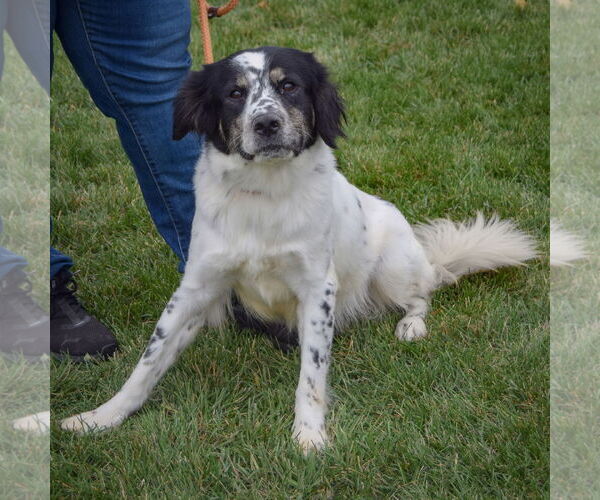 Medium Photo #5 Border Collie-English Cocker Spaniel Mix Puppy For Sale in Huntley, IL, USA