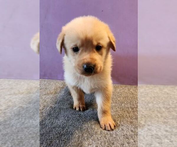 Medium Photo #1 German Shepherd Dog-Golden Retriever Mix Puppy For Sale in MODESTO, CA, USA