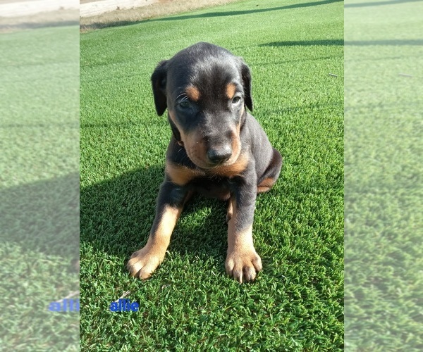Medium Photo #8 Doberman Pinscher Puppy For Sale in AUBURN, IN, USA