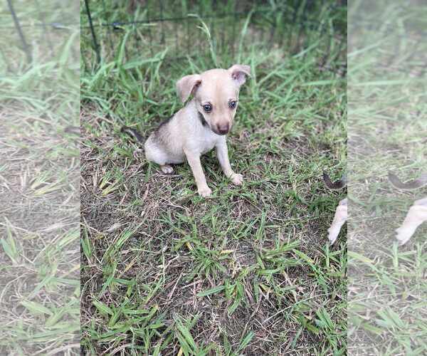 Medium Photo #3 Chihuahua-Unknown Mix Puppy For Sale in Shermans Dale, PA, USA