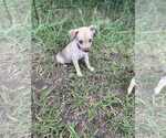 Small #2 Chihuahua Mix