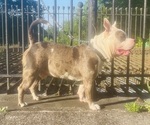 Small Photo #1 American Bully Puppy For Sale in TRENTON, NJ, USA