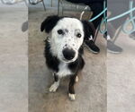 Small #2 Border Collie Mix
