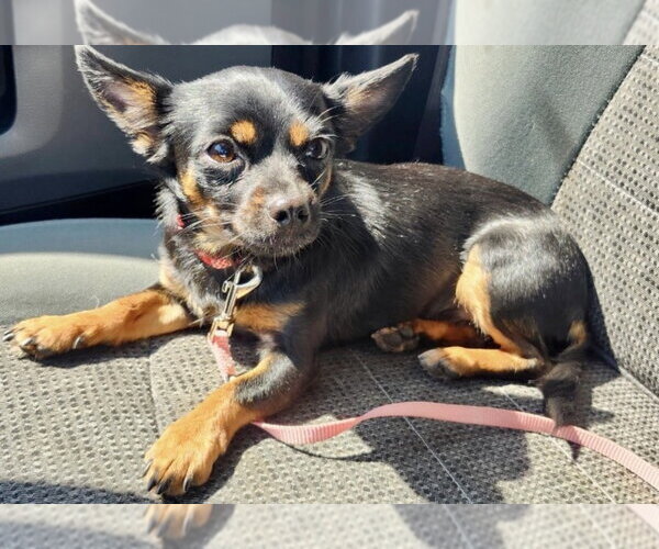 Medium Photo #5 Chihuahua Puppy For Sale in Omaha, NE, USA
