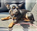 Small #4 Chihuahua
