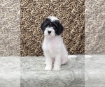 Small Photo #8 Miniature Labradoodle Puppy For Sale in BLAKESBURG, IA, USA
