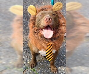 Hugo - Male Mutt Dog for Adoption - Photo #10