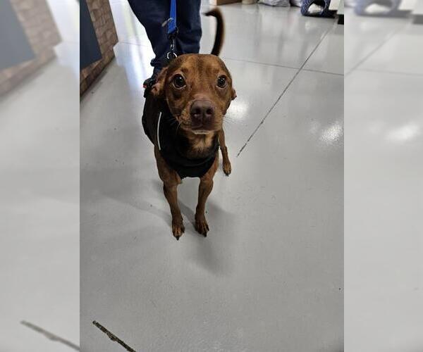 Medium Photo #1 Dachshund Puppy For Sale in Temple, TX, USA