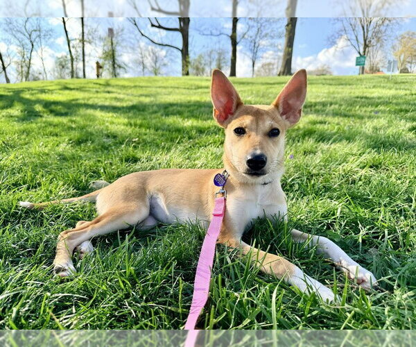 Medium Photo #1 Mutt Puppy For Sale in Springdale, PA, USA