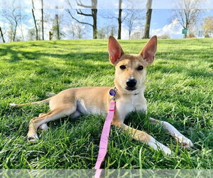 Mutt Dogs for adoption in Springdale, PA, USA