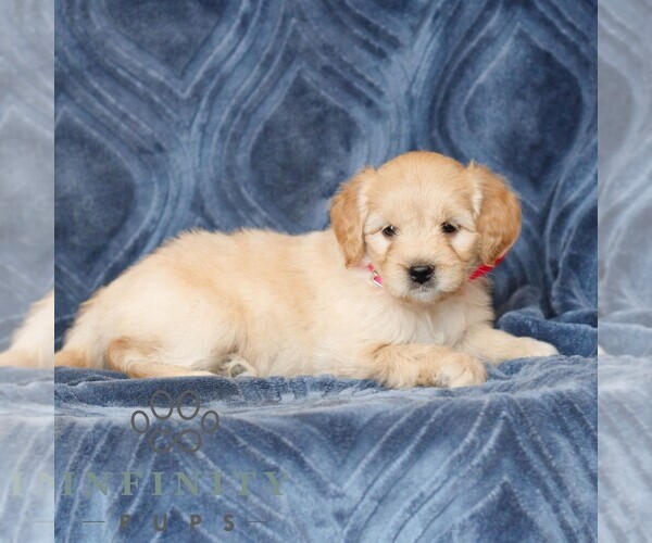 Medium Photo #3 Goldendoodle (Miniature) Puppy For Sale in NARVON, PA, USA