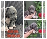 Small Photo #4 Great Dane Puppy For Sale in GREENVILLE, NC, USA