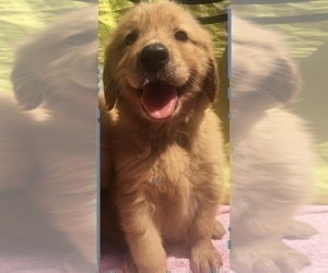 Golden Retriever Puppy for sale in SANTA ANA, CA, USA
