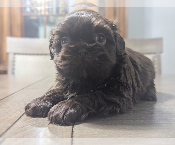 Medium Photo #6 Shih Tzu Puppy For Sale in LUGOFF, SC, USA