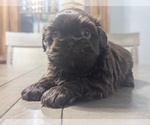 Small #4 Shih Tzu