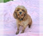 Small Photo #1 Cavapoo (Miniature) Puppy For Sale in COATESVILLE, PA, USA