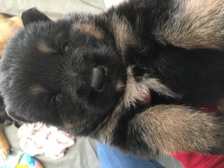 German Shepherd Dog Puppy for sale in MADISON, WI, USA