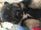 Small Photo #1 German Shepherd Dog Puppy For Sale in MADISON, WI, USA