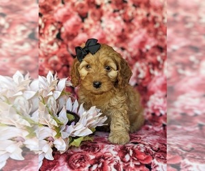 Cock-A-Poo Puppy for sale in NOTTINGHAM, PA, USA