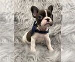 Small Photo #6 French Bulldog Puppy For Sale in CHARLESTON, SC, USA