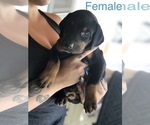 Small Photo #12 Doberman Pinscher Puppy For Sale in COLLEGE HEIGHTS DURANGO, CO, USA
