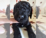 Small Photo #5 Goldendoodle Puppy For Sale in SCARBRO, WV, USA