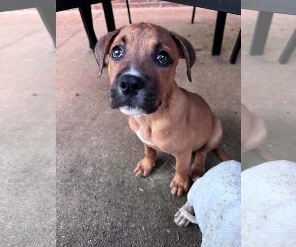 Medium Photo #2 Mutt Puppy For Sale in Greenville, SC, USA