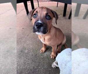 Big Chunk - Male Mutt Dog for Adoption - Photo #2