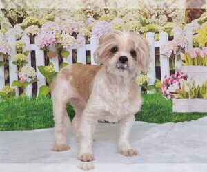 Maltese-Unknown Mix Dogs for adoption in Oroville, CA, USA