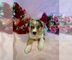 Australian Shepherd Puppy for Sale in SPRINGFIELD, Minnesota USA