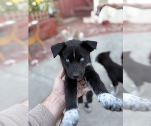 Medium Labrador Retriever-Siberian Husky Mix