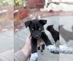 Puppy Puppy 3 Labrador Retriever-Siberian Husky Mix