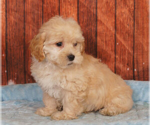 Shih-Poo Puppy for sale in PENNS CREEK, PA, USA